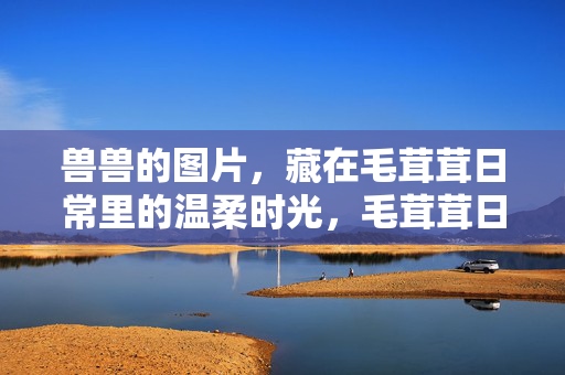兽兽的图片，藏在毛茸茸日常里的温柔时光，毛茸茸日常，兽兽的温柔时光