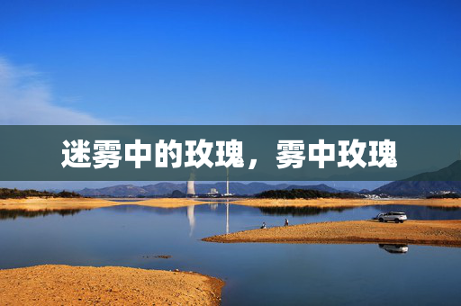 迷雾中的玫瑰,雾中玫瑰 迷雾中的玫瑰,雾中玫瑰