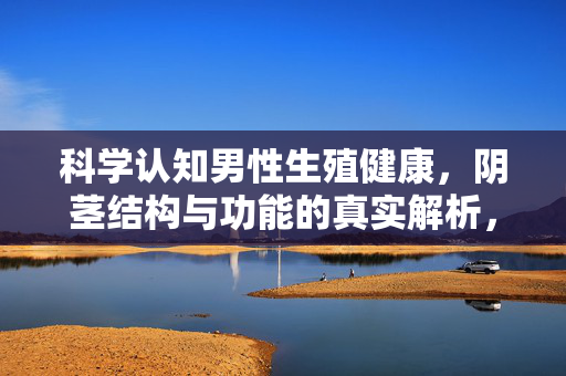科学认知男性生殖健康，阴茎结构与功能的真实解析，阴茎结构与功能，男性生殖健康的科学解析