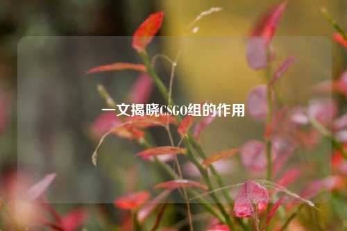 一文揭晓CSGO组的作用